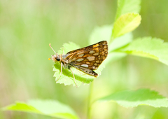 Carterocephalus mandan