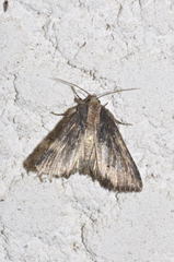 Dypterygia scabriuscula