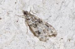 Eudonia delunella
