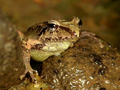Pristimantis w-nigrum