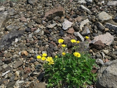 Potentilla vulcanicola