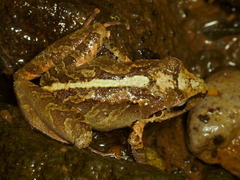 Pristimantis w-nigrum