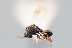 Pseudometagea schwarzii