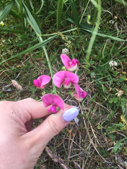 Lathyrus