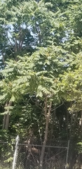 Ailanthus altissima