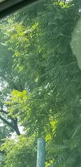 Ailanthus altissima