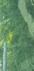 Ailanthus altissima