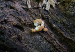 Nidularia deformis
