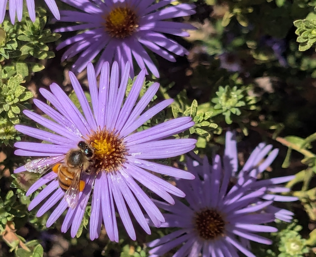 Western Honey Bee from San Antonio, TX 78253, USA on October 20, 2024 ...