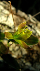 Encyclia