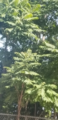 Ailanthus altissima