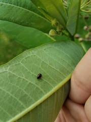 Brachiacantha ursina