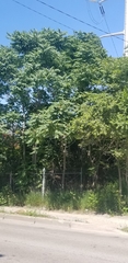 Ailanthus altissima