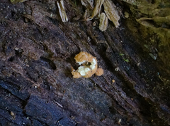 Nidularia deformis
