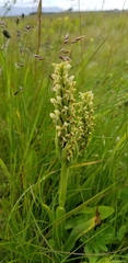 Platanthera hyperborea