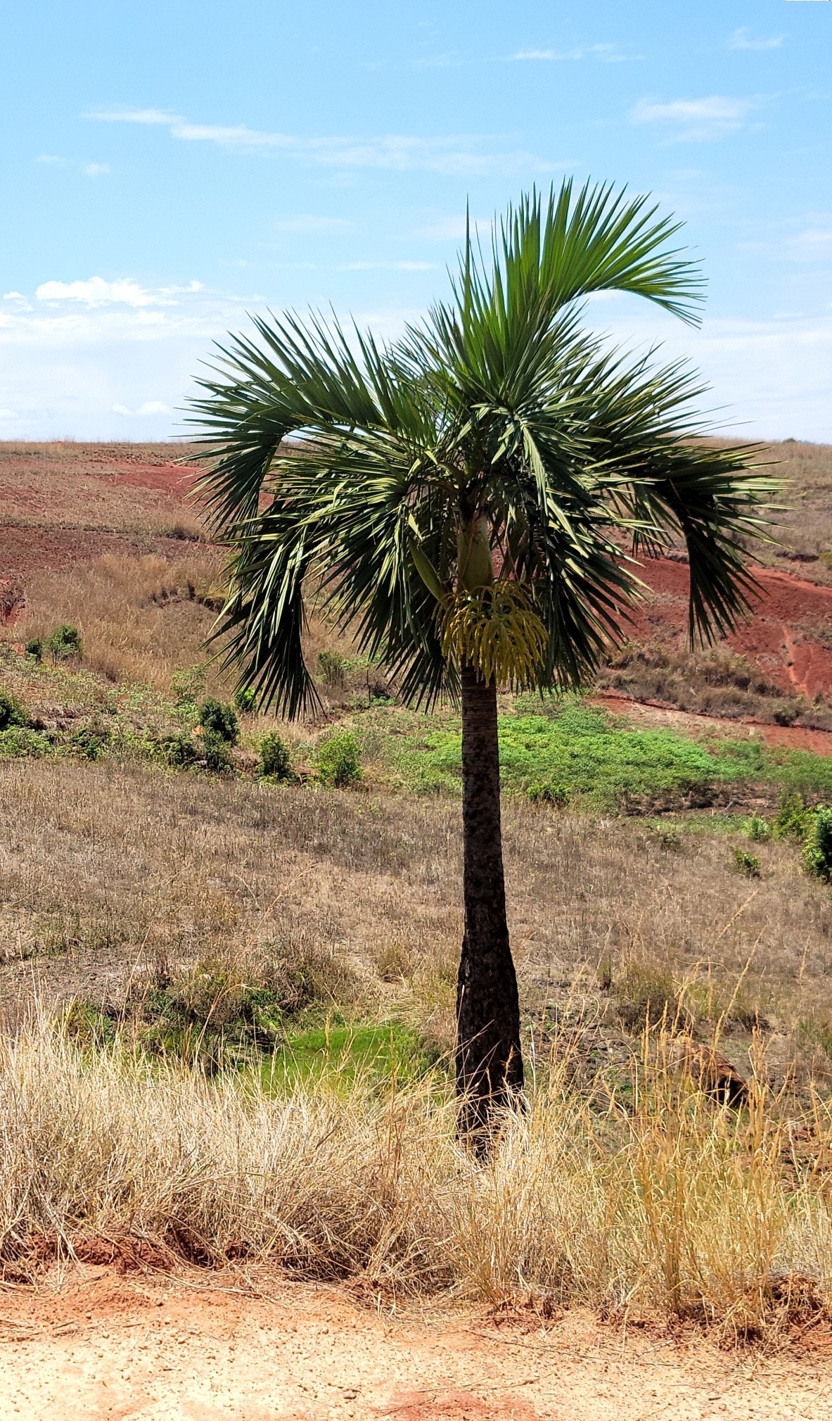 Dypsis decipiens