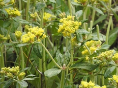 Eriogonum wootonii