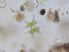 Xanthidium smithii - Photo (c) parochi_al, some rights reserved (CC BY-NC), uploaded by parochi_al