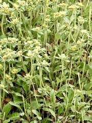 Eriogonum wootonii