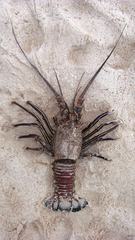 Panulirus penicillatus