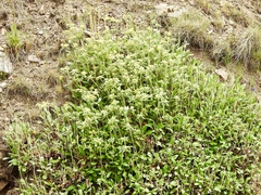 Eriogonum wootonii