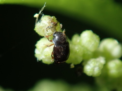 Brachypterus urticae