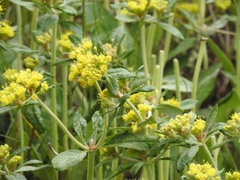 Eriogonum wootonii