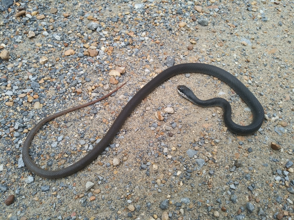 North American Racer from Tensas River National Wildlife Refuge, Tensas ...