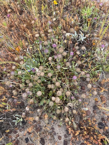 Image of Trifolium barbigerum by (c) Cayman Lanzone, some rights reserved (CC BY)
