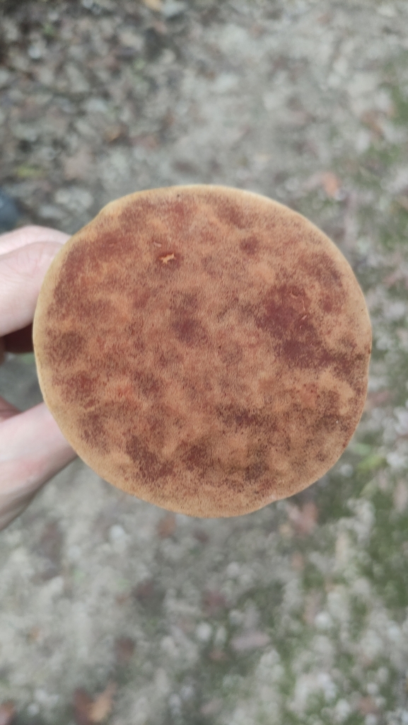 Ziegenlippe