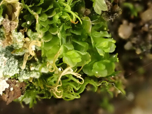 Scapania lingulata