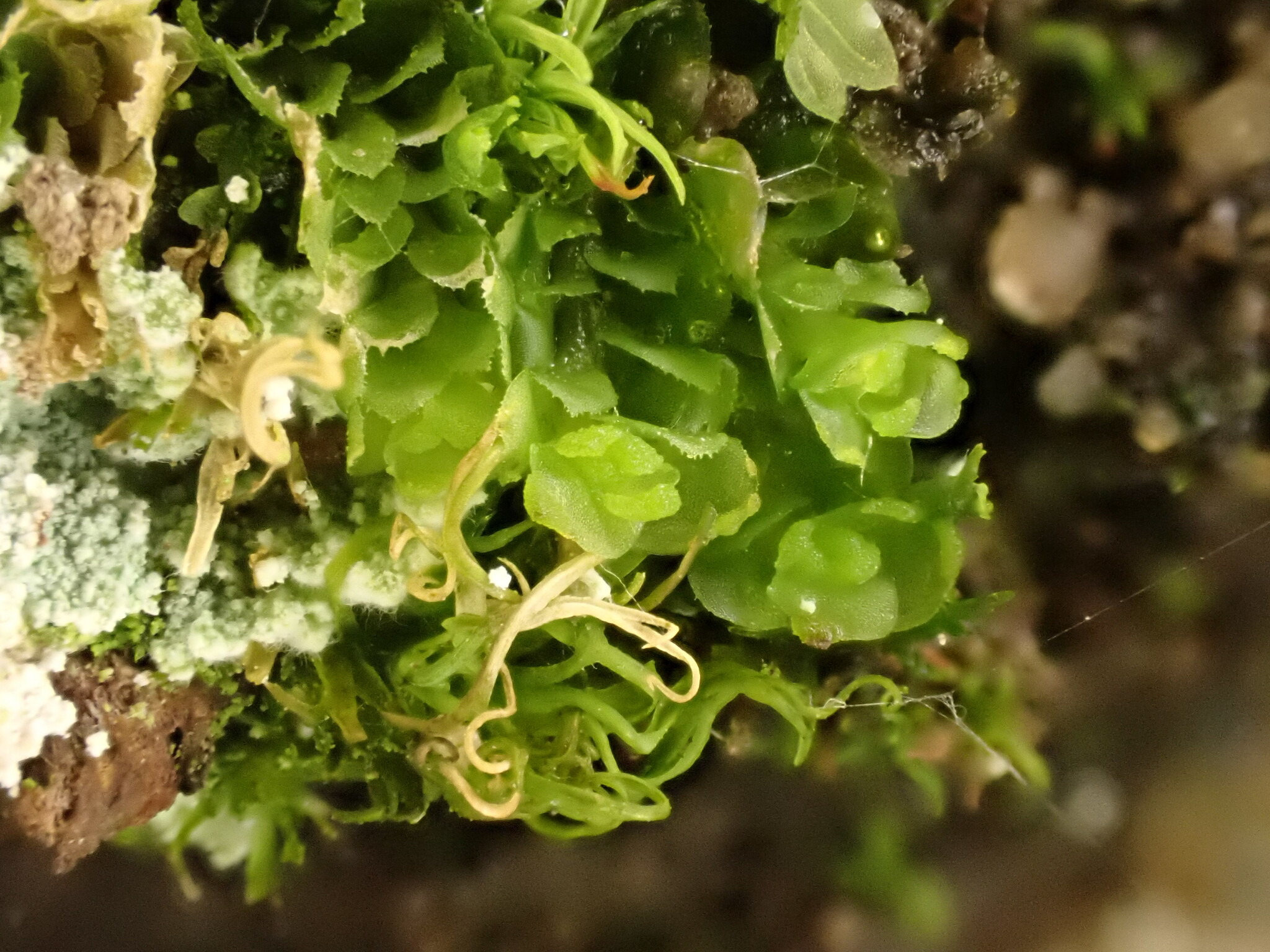 Scapania lingulata