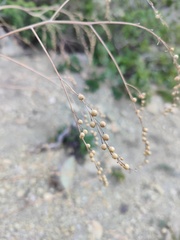 Crambe koktebelica, photograph author not stated, no rights reserved