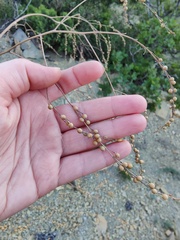 Crambe koktebelica, photograph author not stated, no rights reserved
