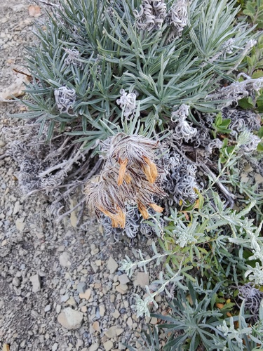 Onosma polyphylla, photograph 3