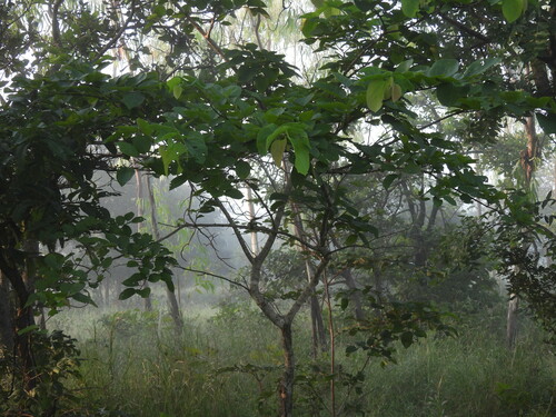 Image of Grewia tiliifolia by (c) Ram Dayal Vaishnav, some rights reserved (CC BY)