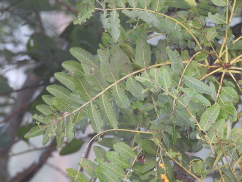 Image of Boswellia serrata by (c) Ram Dayal Vaishnav, some rights reserved (CC BY)