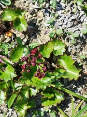 Micranthes purpurascens