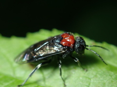 Eriocampa
