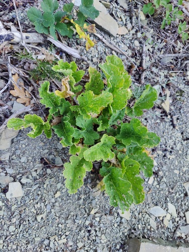 Crambe koktebelica, photograph 4