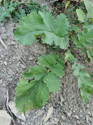 Crambe koktebelica, photograph 3