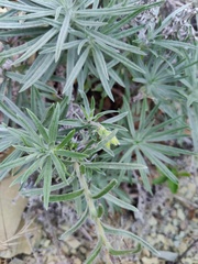Onosma polyphylla, photograph author not stated, no rights reserved
