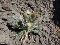 Cirsium cymosum canovirens