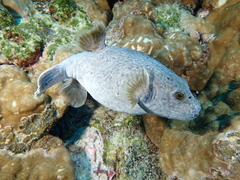 Guineafowl Puffer photo 3