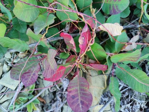 Eastern dodder (Cuscuta monogyna)