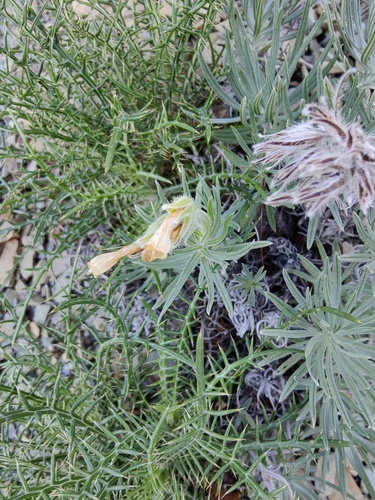Onosma polyphylla
