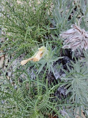 Onosma polyphylla