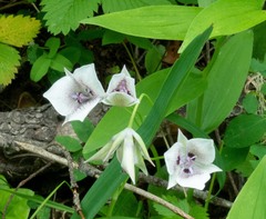 Calochortus elegans
