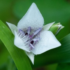 Calochortus elegans