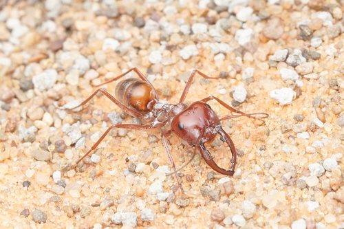 Saharan Silver Ant